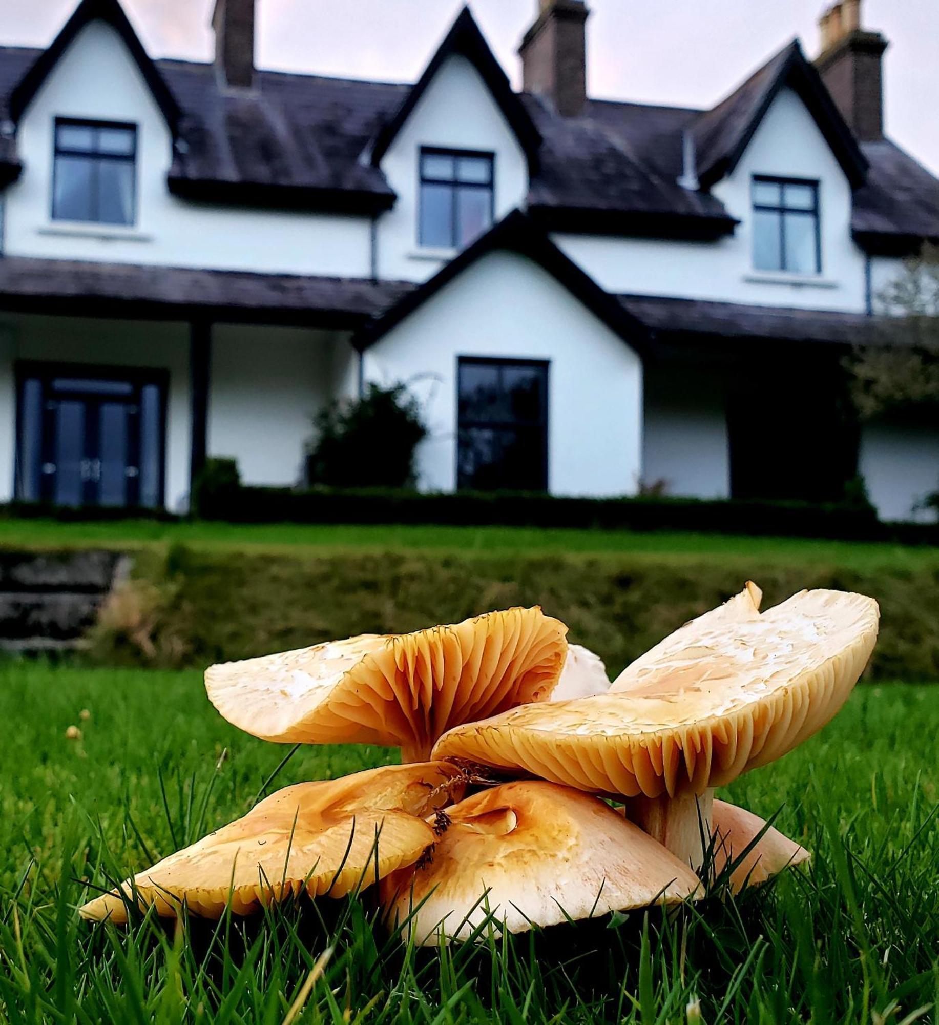 Bryansford Cottage Zewnętrze zdjęcie